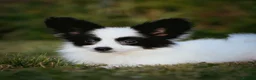 Papillon dogs for sale: HEALTH TESTED Papillon & Phalene  - Advert 5