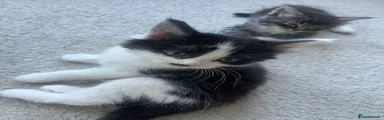 Missy