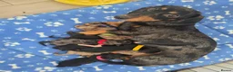 Miniature Dachshund dogs for sale: Miniature dacshund - Advert 7