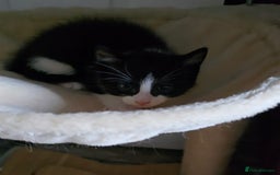 Mixed Breed cats for sale: Kittens For Sale - Image 5