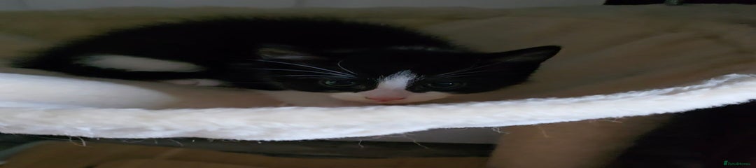 Mixed Breed Kitten 1