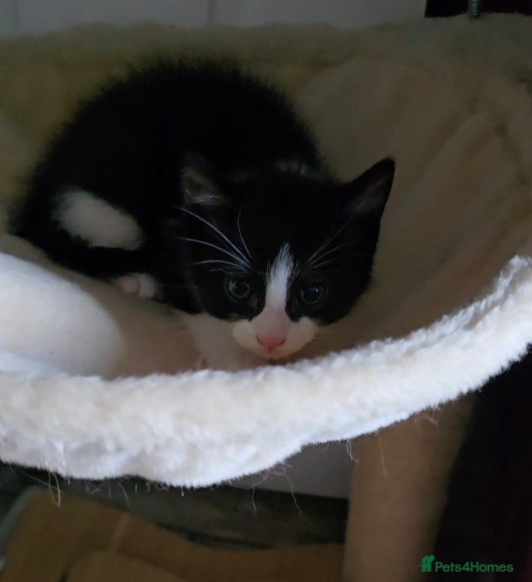 Mixed Breed cats for sale: Kittens For Sale - Image 5
