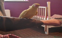 Ringnecks birds for sale: Lutino ringnecks  - Image 2