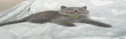 British Shorthair cats for sale: Beautiful British Shorthair Boys - Advert 5