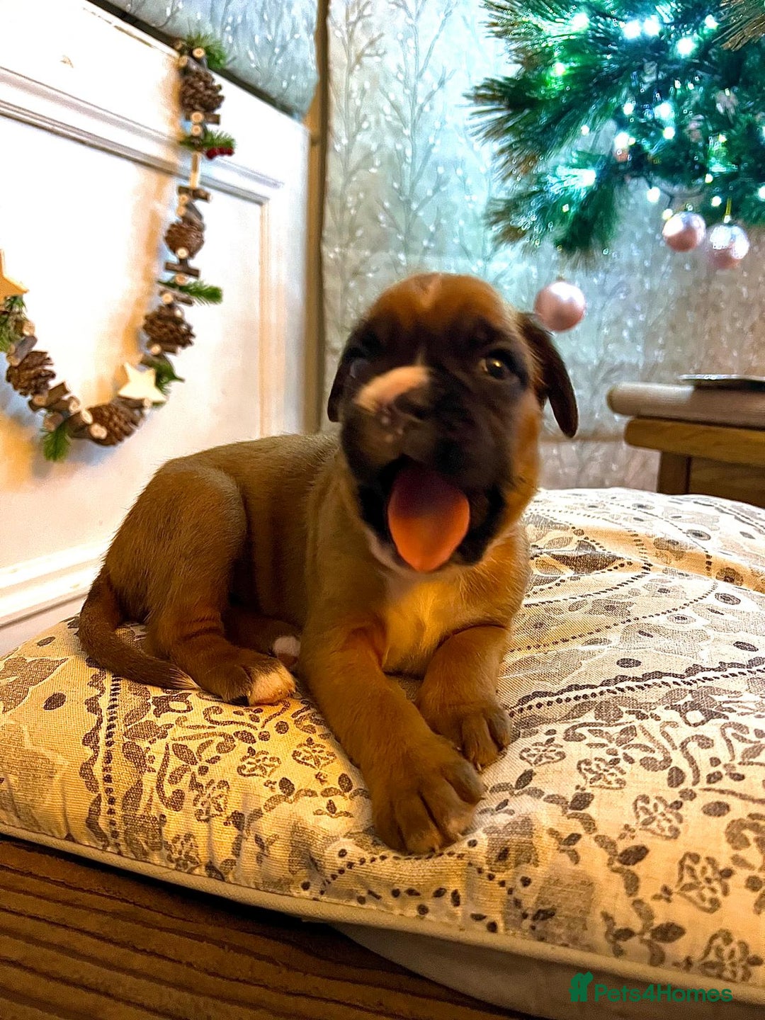 Boxer dogs for sale: Beautiful Pedigree Girls - Advert 4