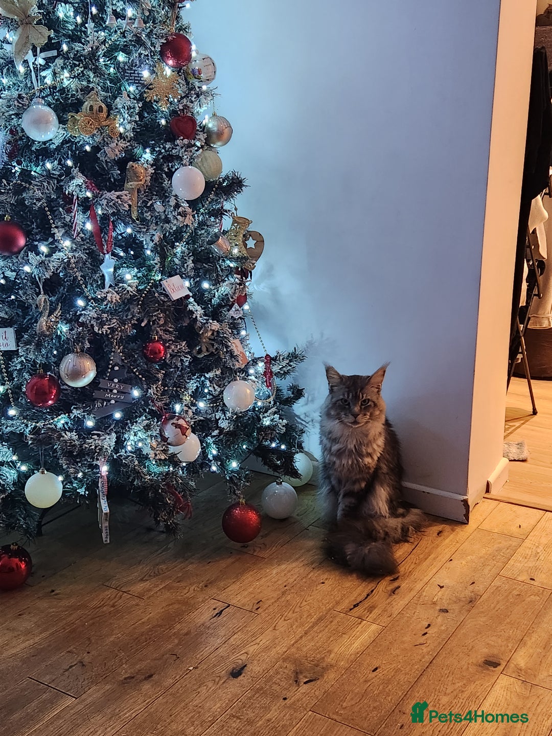 Maine Coon cats for sale: Pure Maine coon kittens - Advert 10