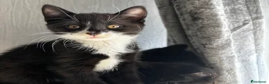 Mixed Breed Kitten 3