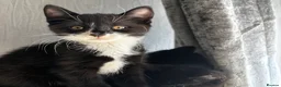 Mixed Breed cats for sale: Beautiful tuxedo kittens - Advert 20