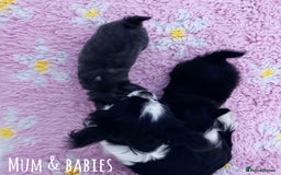Chihuahua dogs for sale: KC REG LONGCOAT CHIHUAHUA HEALTH TESTED PARENTS  - Image 6