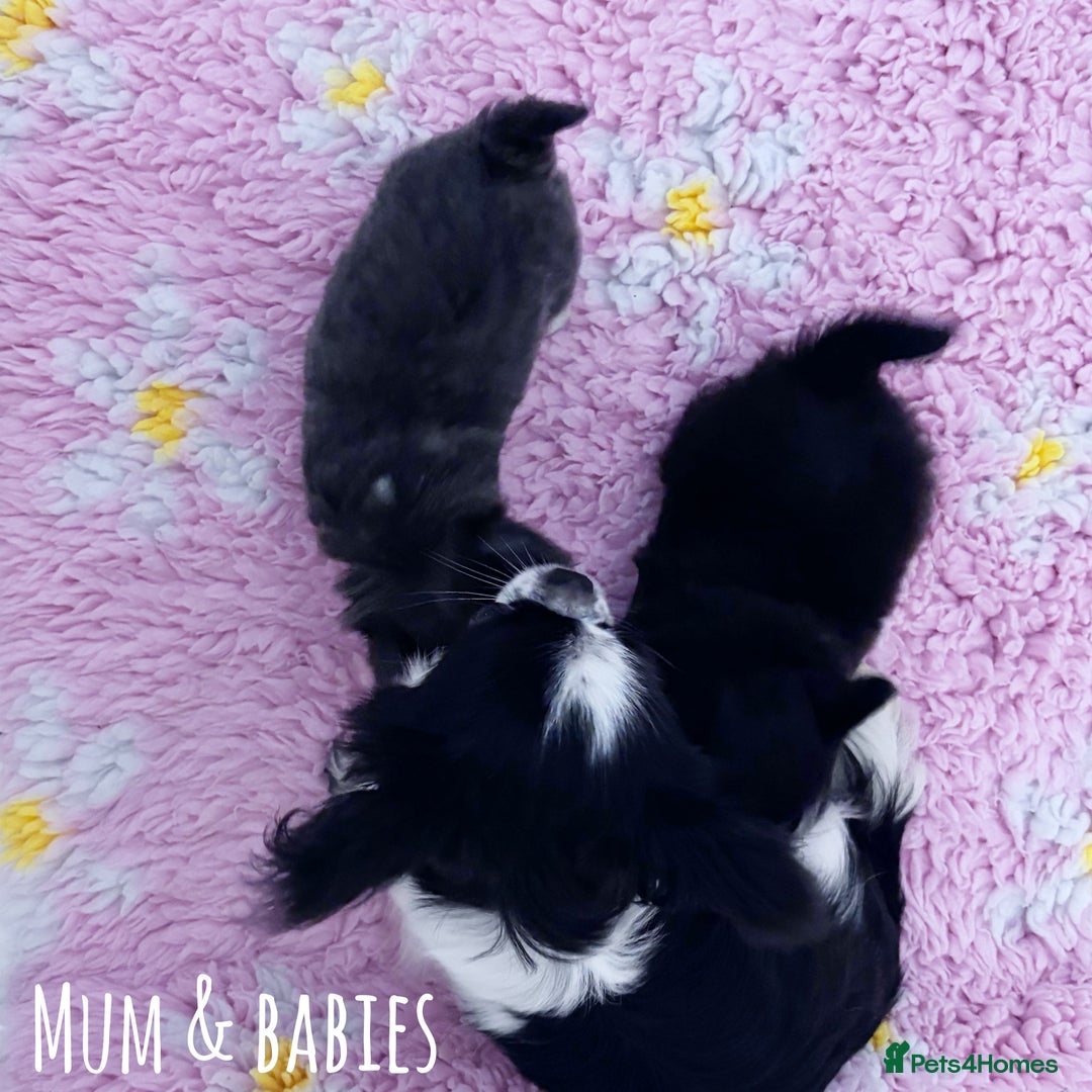 Chihuahua dogs for sale: KC REG LONGCOAT CHIHUAHUA HEALTH TESTED PARENTS  - Image 6