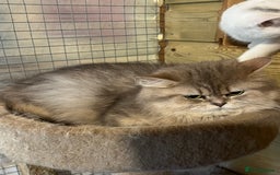 British Longhair cats for sale: Gorgeous Gccf female British Longhairs - Image 7