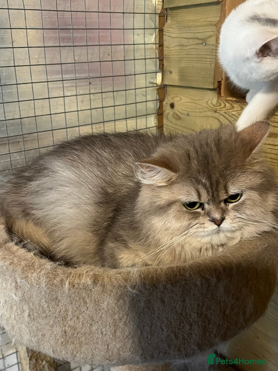 British Longhair cats for sale: Gorgeous Gccf female British Longhairs - Image 7