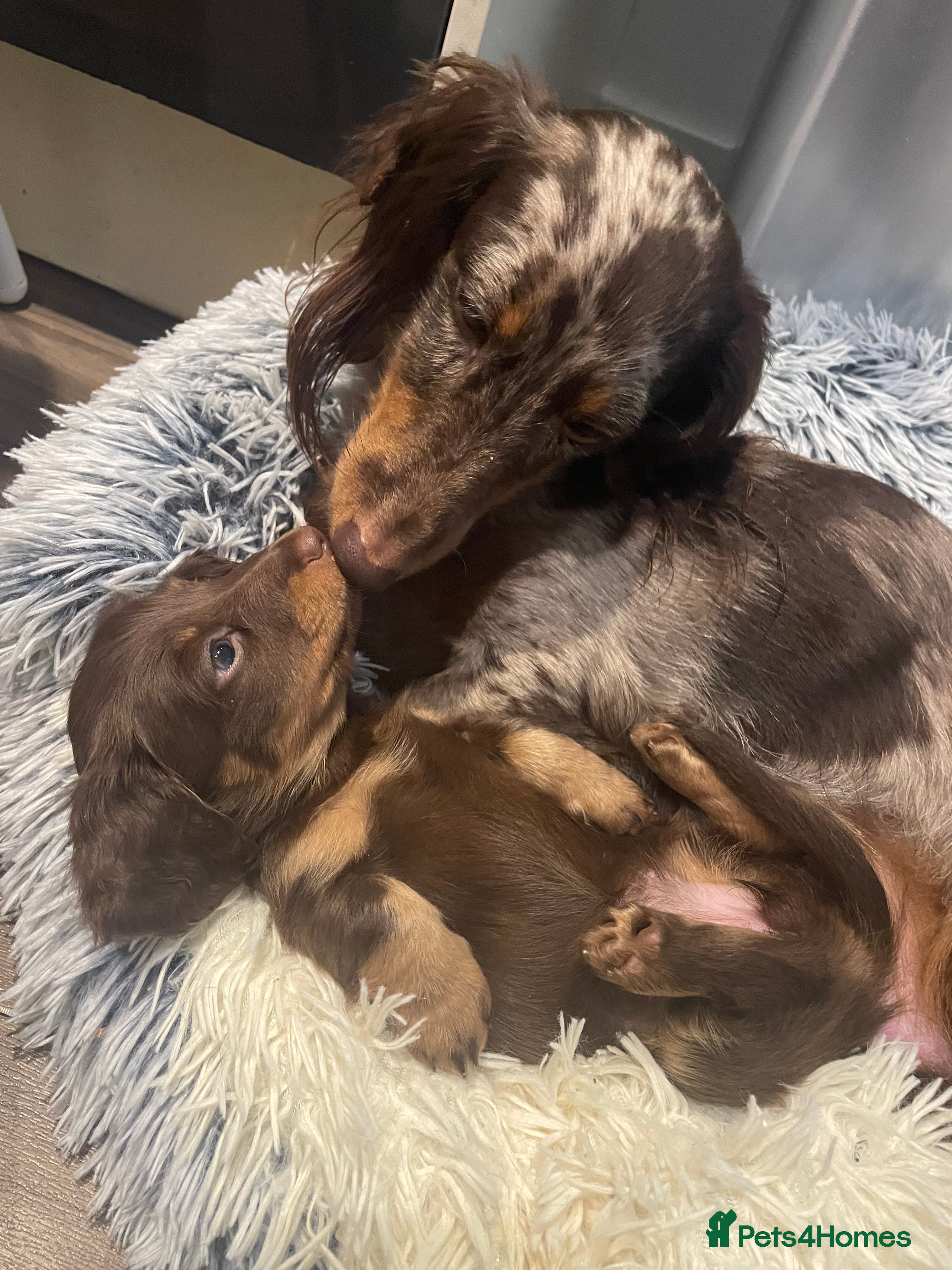 Miniature Dachshund dogs LAST GIRL LEFT Miniature Dachshund Long Hair Pups - Advert 8