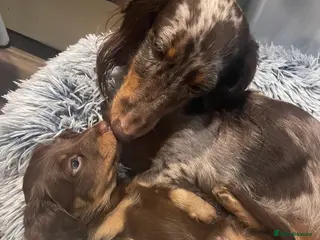 Miniature Dachshund dogs LAST GIRL LEFT Miniature Dachshund Long Hair Pups - Advert 8