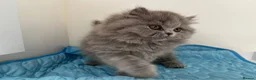 British Longhair cats for sale: Gorgeous British Blue Longhairs  - Advert 3