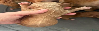 Cocker Spaniel Puppy 3