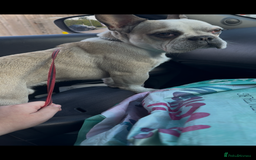 French Bulldog dogs for sale: Male French Bulldog looking for new home - Image 2