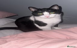 Domestic Shorthair cats for sale: 2 year old male cat - Image 24