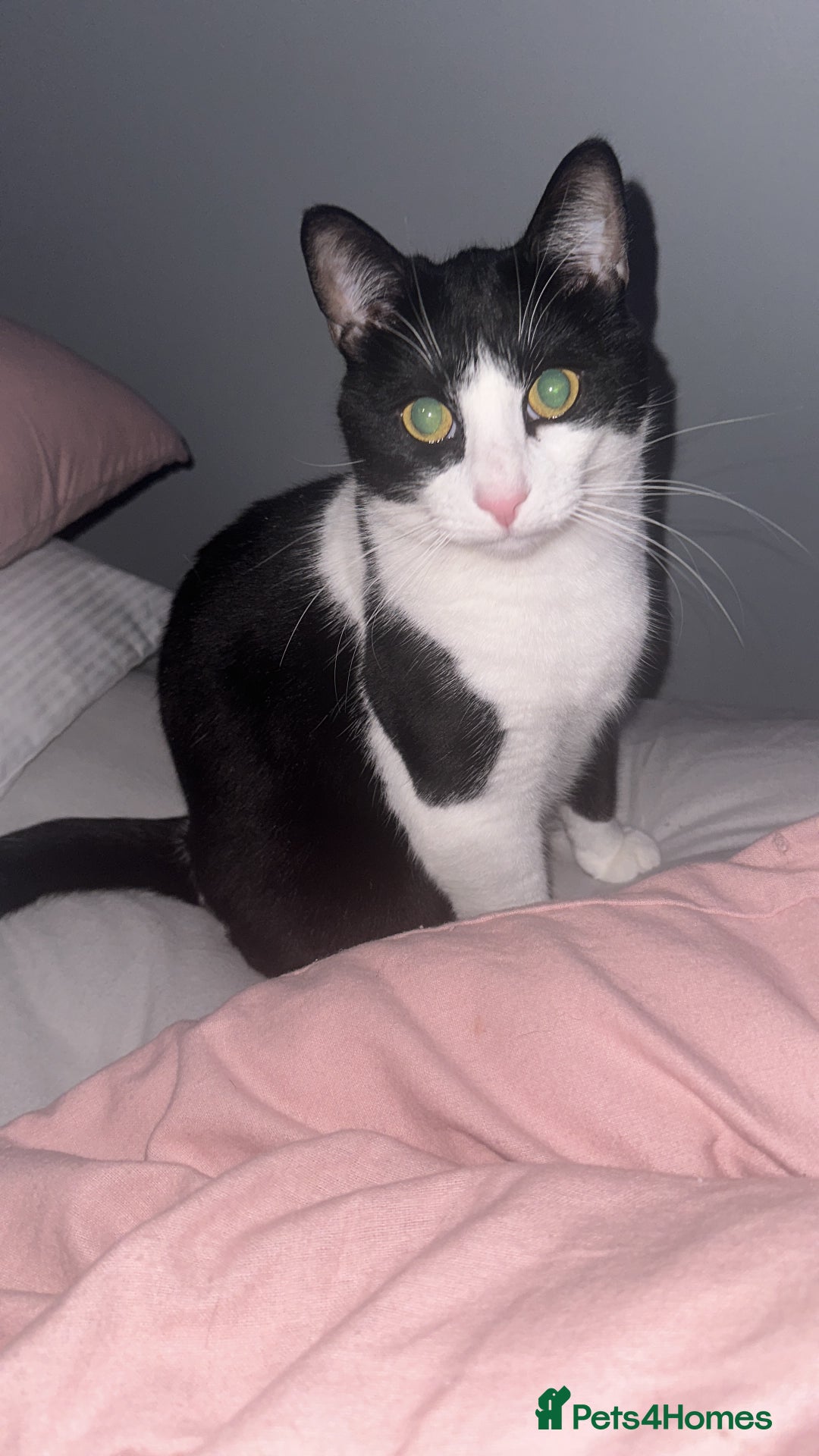 Domestic Shorthair cats for sale: 2 year old male cat - Image 24