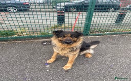 German Shepherd dogs for sale: SHEBA 7 YEAR OLD GERMAN SHEPHERD  - Image 1