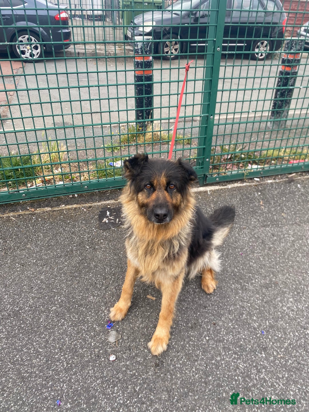 German Shepherd dogs for sale: SHEBA 7 YEAR OLD GERMAN SHEPHERD  - Image 1