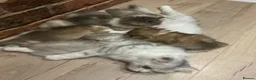 Munchkin cats for sale: Scottish Kilts ( MUNCHKIN FOLD) kittens 😸  in Gloucester - Advert 4