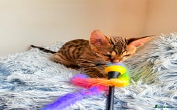 Savannah cats for sale: TICA Reg F3 Savannah Female Kitten ONE LEFT - Image 27