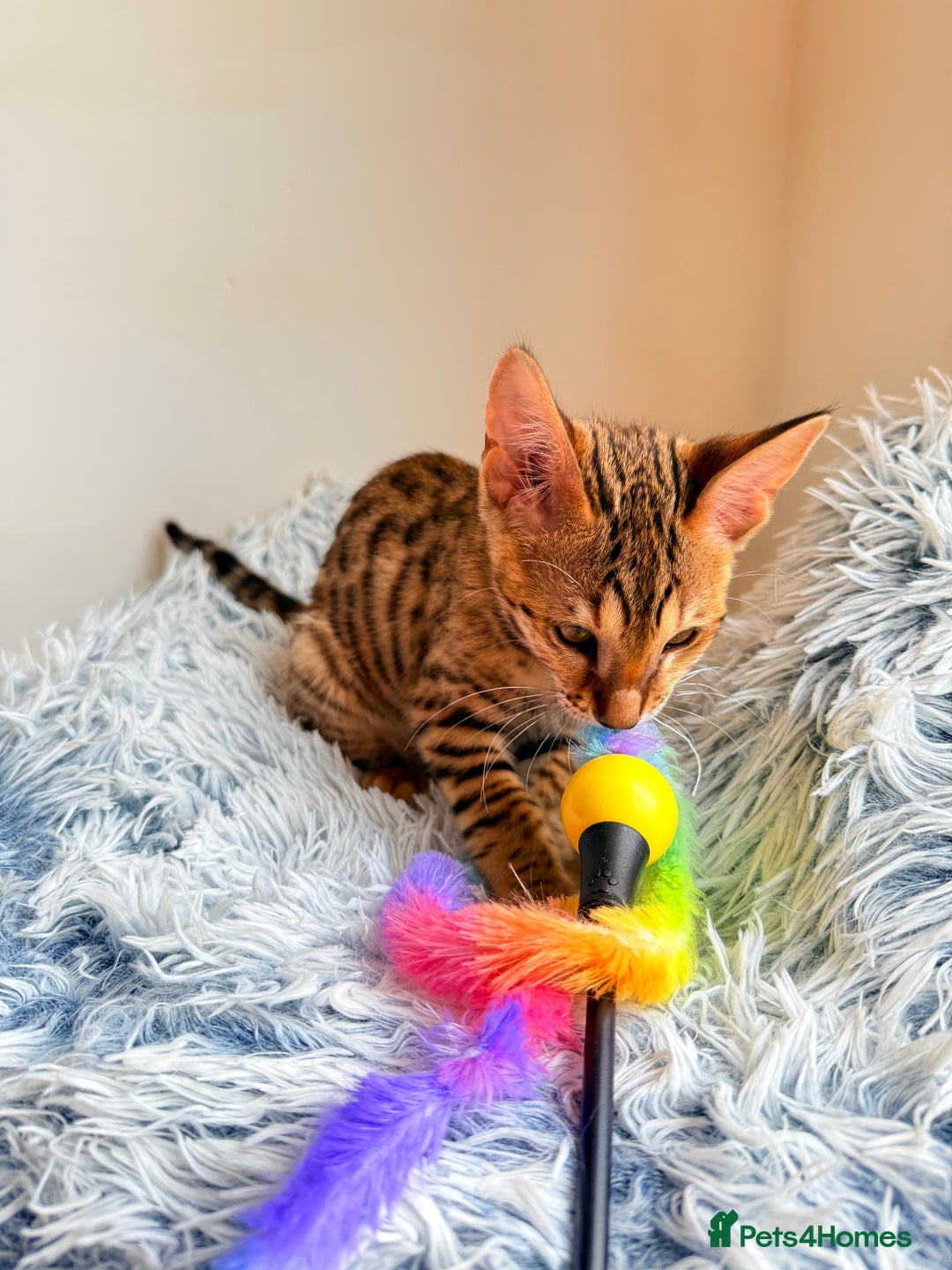 Savannah cats for sale: TICA Reg F3 Savannah Female Kitten ONE LEFT - Image 27