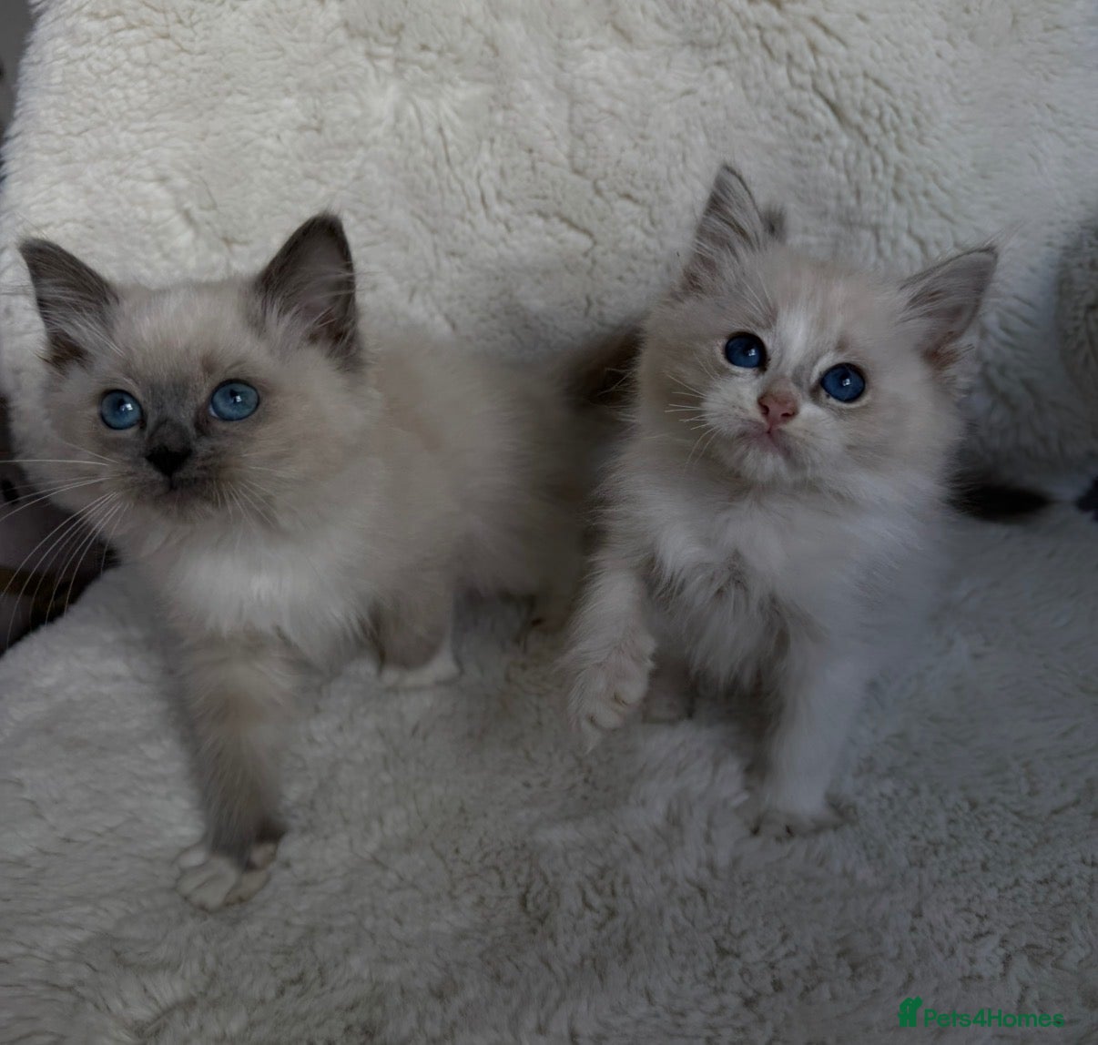 Ragdoll cats 2x GCCF Ragdoll kittens (male & female) available - Advert 2