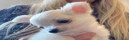 Chihuahua dogs for sale: Longcoat Chihuahua boys in Preston - Advert 3