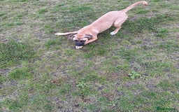 Staffordshire Bull Terrier dogs for sale: Dog for sale  - Image 5