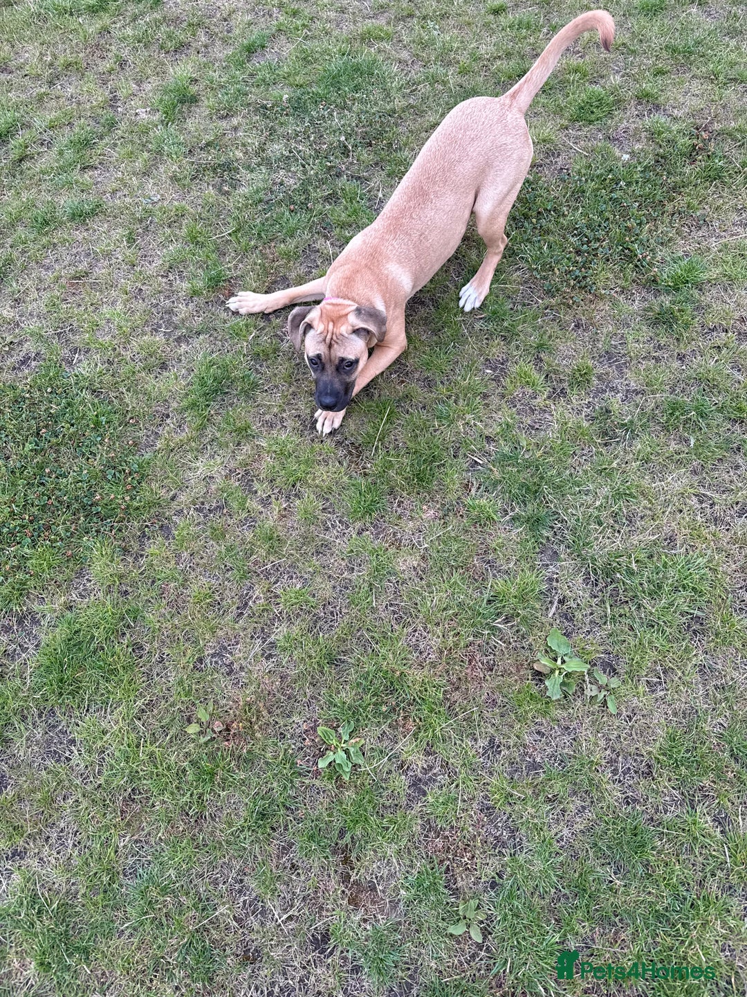 Staffordshire Bull Terrier dogs for sale: Dog for sale  - Image 5