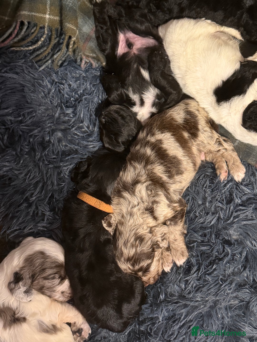 Cocker Spaniel dogs for sale: Cocker Spaniel Merle Puppies  - Advert 25