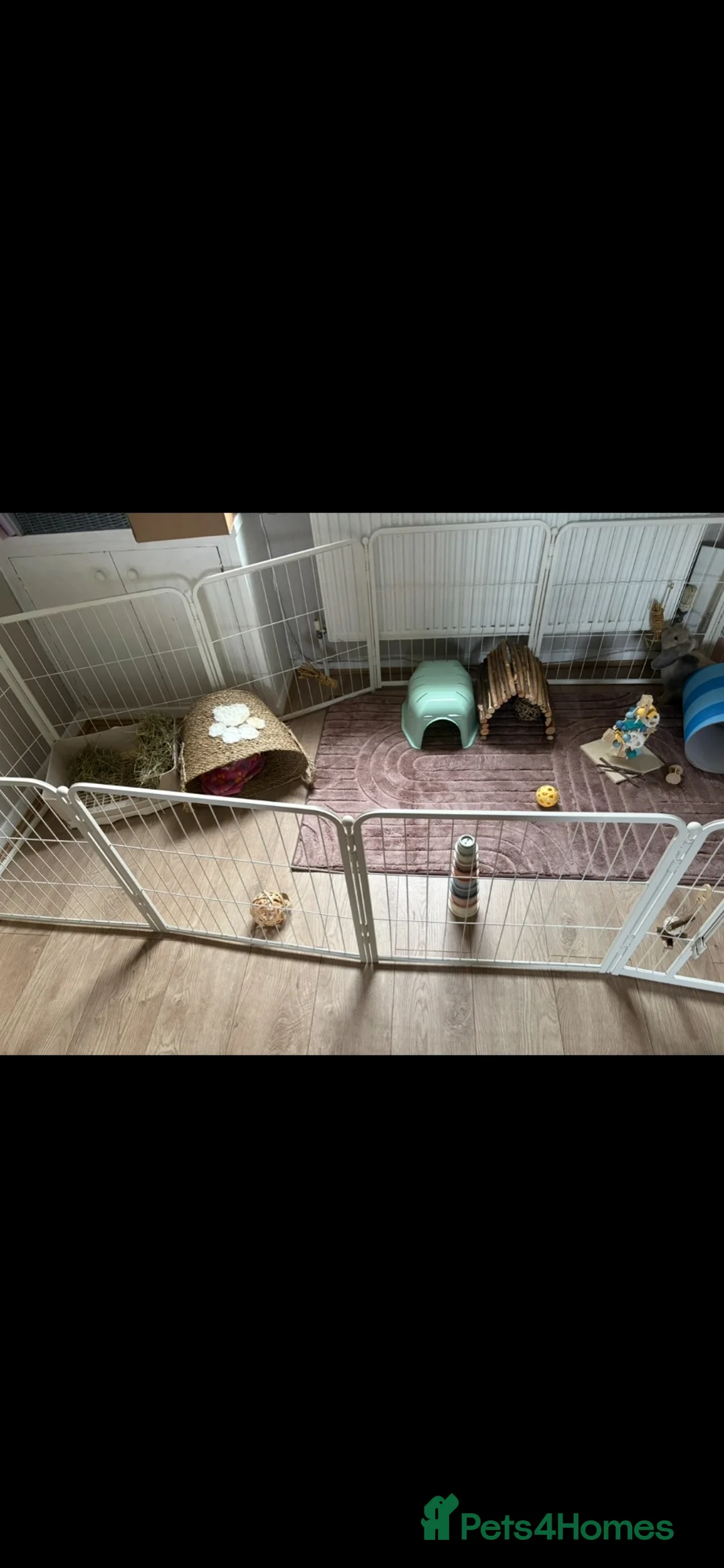 Mini Lop rabbits for sale: 2 beautiful mini lop female rabbits in Mansfield - Advert 5