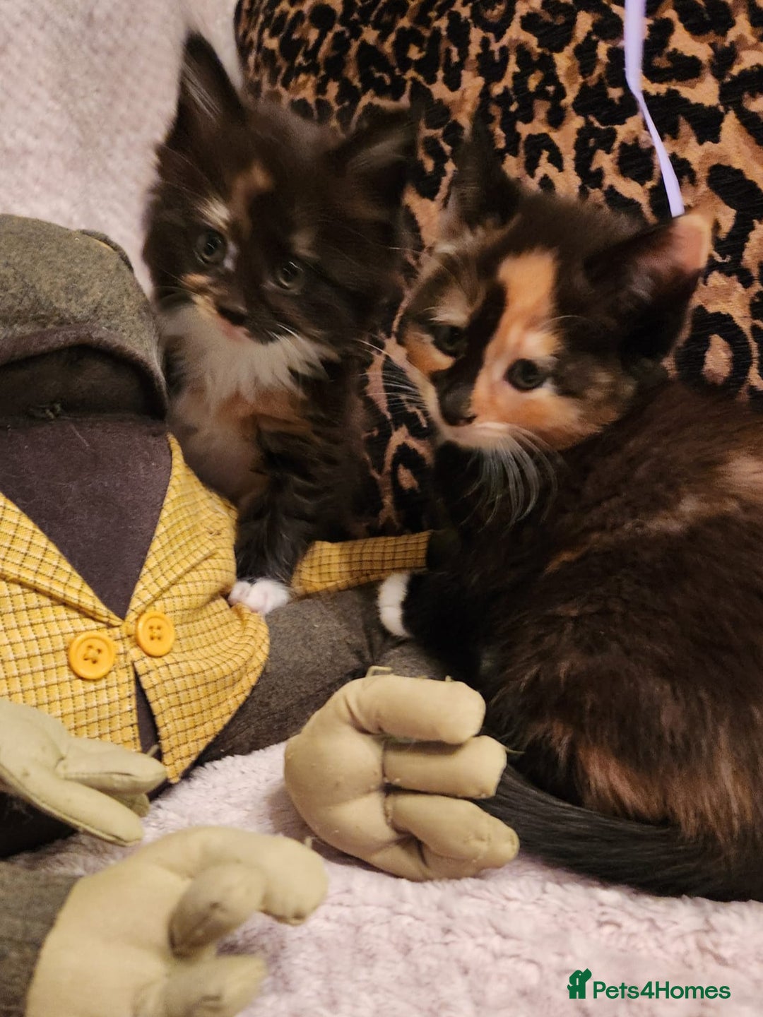 Maine Coon cats for sale: Beautiful Maine Coon kittens  - Advert 32