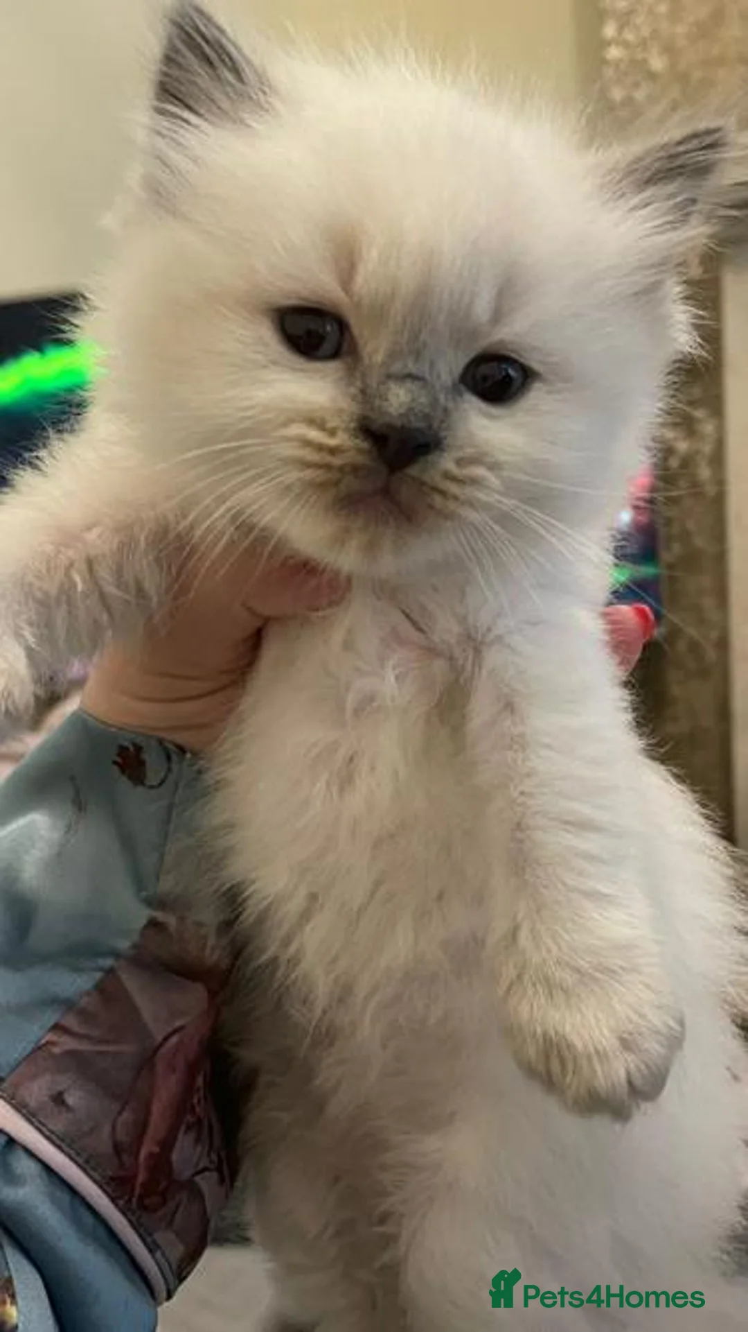 Ragdoll cats for stud: Stud Gccf Active duel Tica blue point  in Grantham - Advert 14