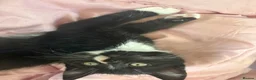 British Shorthair cats for sale: Black and white kittens - Advert 9