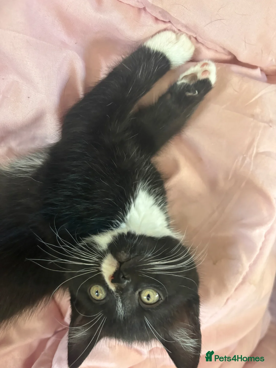 British Shorthair cats for sale: Black and white kittens - Advert 9
