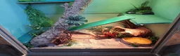Mixed Breed reptiles for sale: Bearded Dragon and Blue tongue Skink in Halesworth - Advert 4