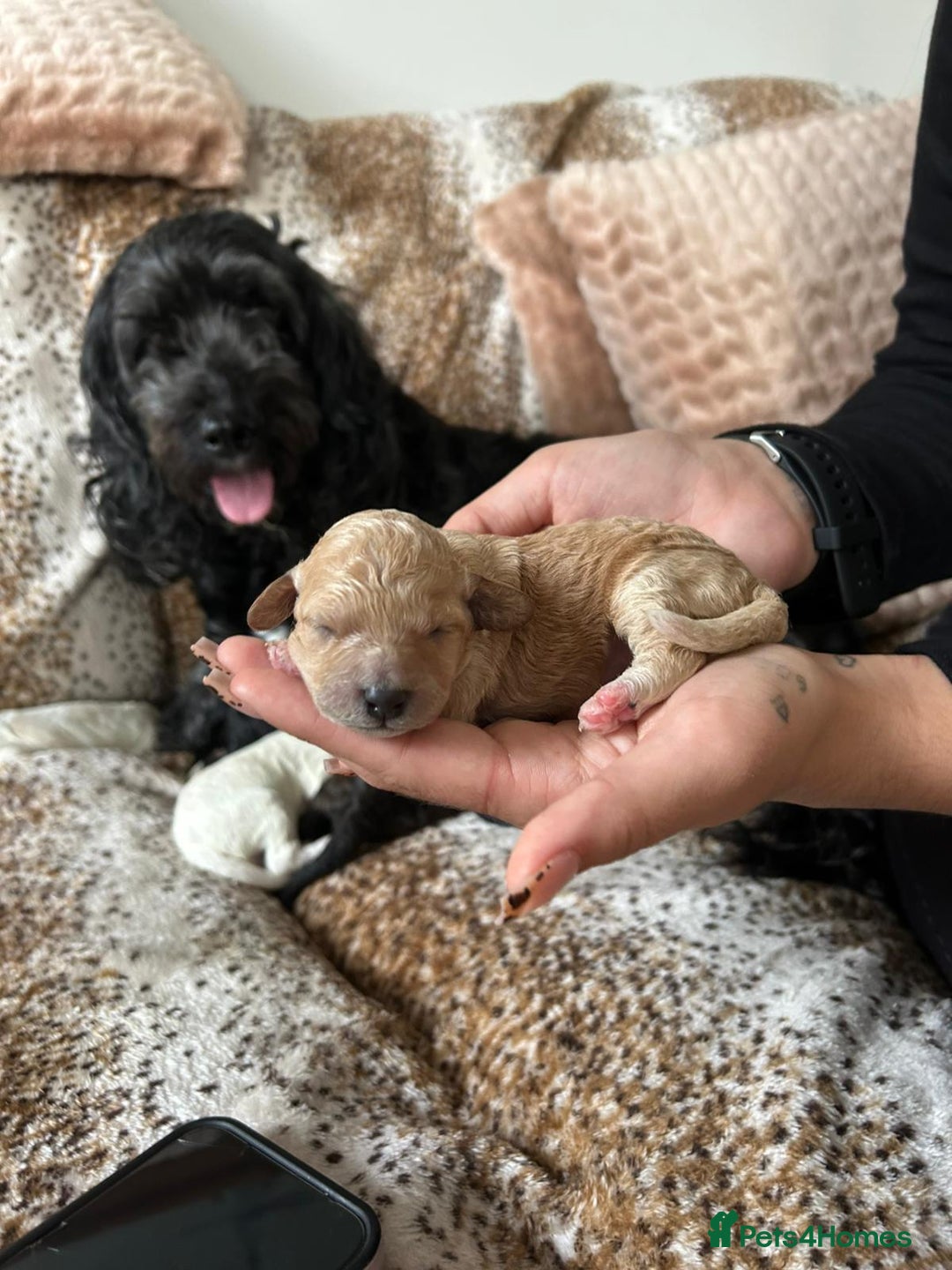Cockapoo dogs for sale: F1b cockerpoo puppies - Image 13