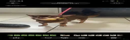 Chihuahua dogs for sale: Chihuahua boy  - Advert 1