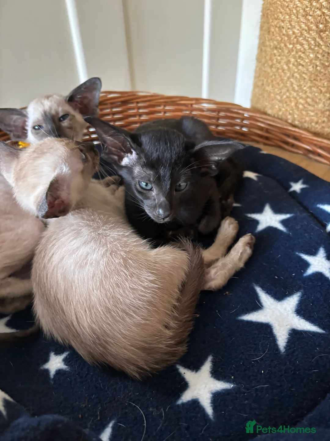 Siamese cats for sale: SIAMESE and ORIENTAL KITTENS - Advert 18