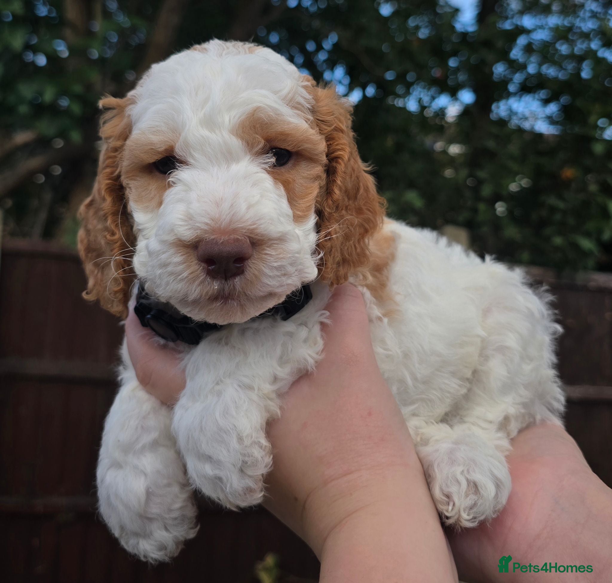 Cockapoo dogs Blue Apricots Parti Most loved Cockapoo Puppies - Advert 1