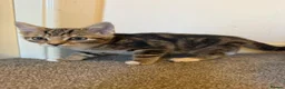 Mixed Breed cats for sale: Beautiful kittens ready now  - Advert 7