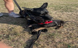 Mixed Breed dogs for sale: 15 week old german shepherd dutch herder cross - Image 7