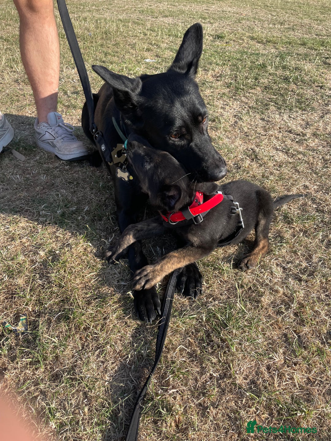 Mixed Breed dogs for sale: 15 week old german shepherd dutch herder cross - Image 7