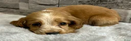 Cocker Spaniel dogs for sale: Show cocker spaniel puppies  - Advert 20