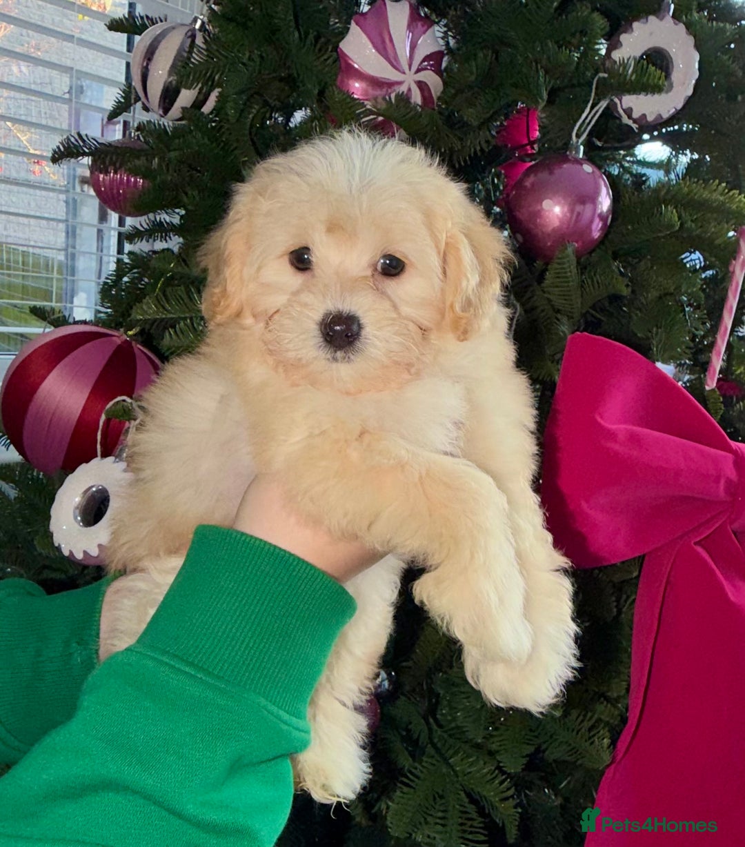 Maltipoo dogs for sale: F1 tiny Maltipoo Puppies 2 girls remaining!! - Advert 1