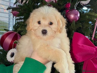 Maltipoo dogs F1 tiny Maltipoo Puppies 2 girls remaining!! - Advert 18