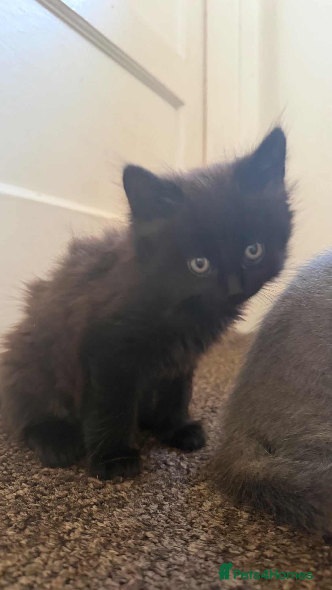 Mixed Breed cats Ready to leave girl - Advert 2